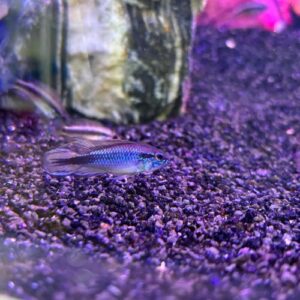 Apistogramma Agassizii Red