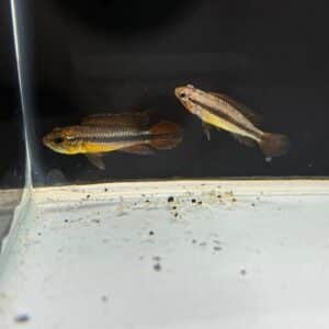 Apistogramma Agassizii Red Gold - Pre-Order