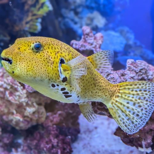 Stellatus Pufferfish - Very Large!
