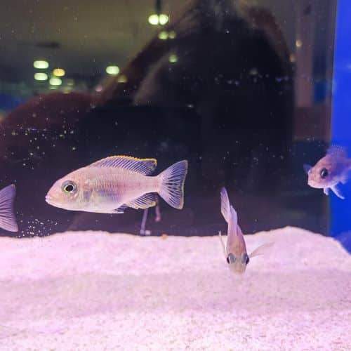 Assorted Peacock Cichlids 4-5cm
