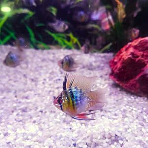 Balloon Ram