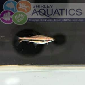 Beckford's Pencilfish