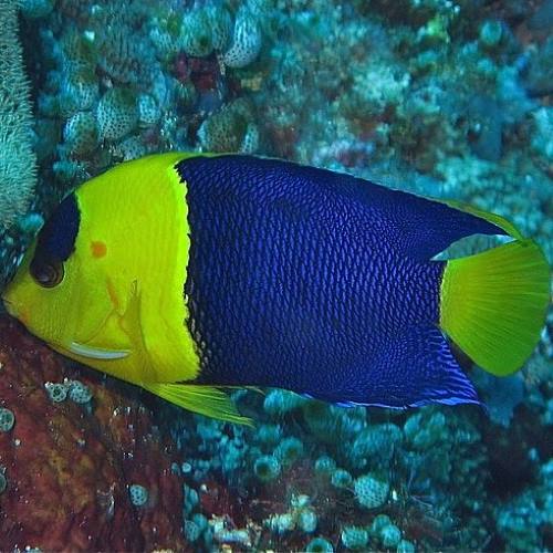Bicolour Angelfish