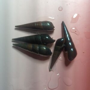 Black Devil Snail