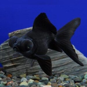 Black Moor Fancy Goldfish Small