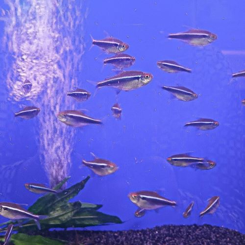 Black Neon Tetra