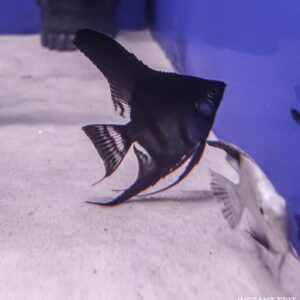 Black Pinoy Angelfish - Pre-Order