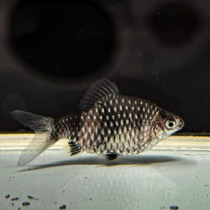 Black Ruby Barb
