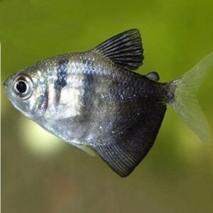 Black Widow Tetra