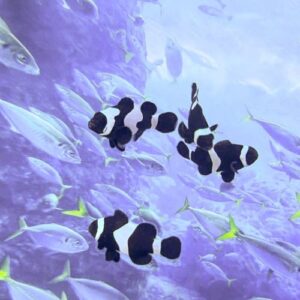 Black and White Clownfish