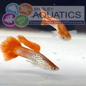 Blonde Cobra Guppy