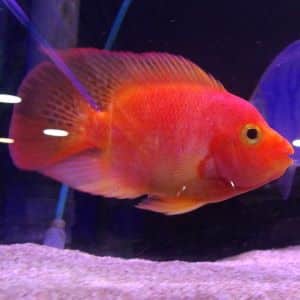 Blood Parrot Cichlid