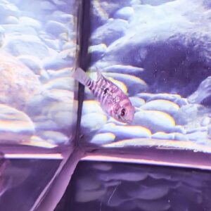 Blue Acara