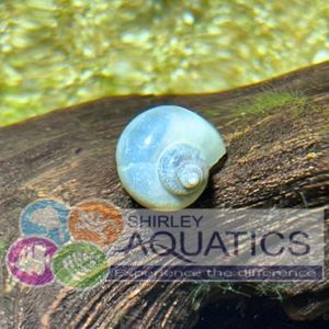 Blue Apple Snail