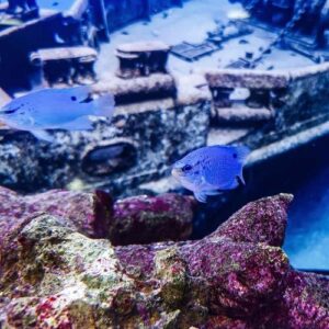 Blue Damselfish
