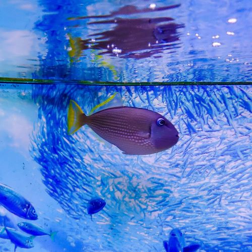 Blue Throat Triggerfish Male