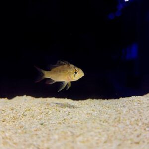 Bolivian Ram