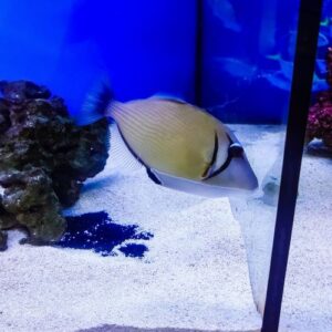 Boomerang Triggerfish