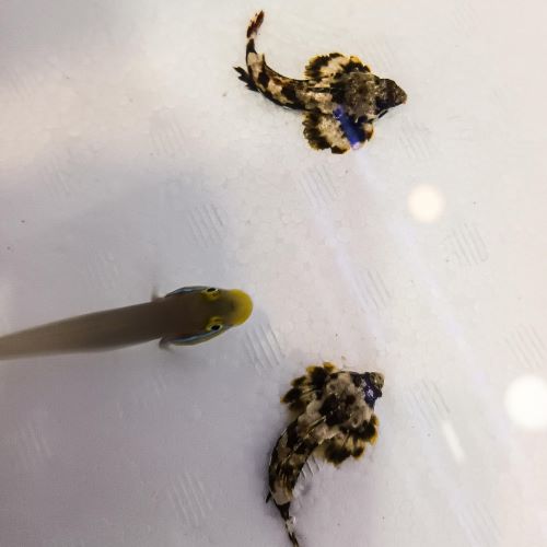 Brown Scooter Blenny