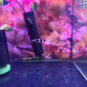 Bumblebee Goby