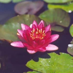 Burgundy Princess Water Lily 2 Litre