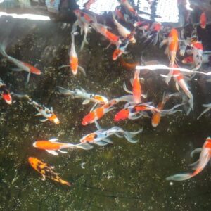 10-14" Selected Butterfly Koi Carp