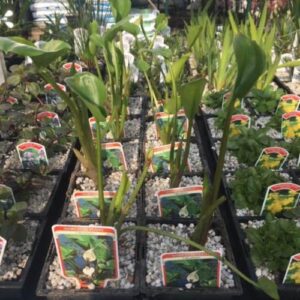 Calla palustris 1 Litre