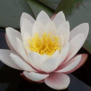 Carnea Water Lily 4 Litre