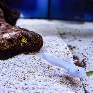 Chalk Goby