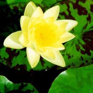 Chromatella Water Lily 4 Litre