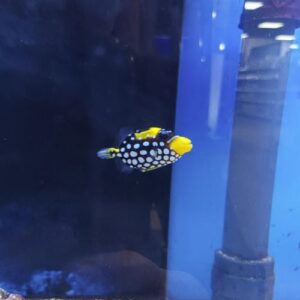 Clown Triggerfish Small - Pre-Order