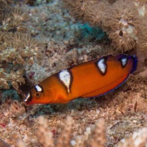 Clown Wrasse - Pre-Order