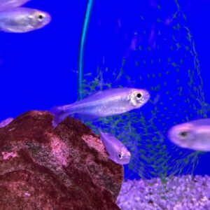 Cochu's Blue Tetra