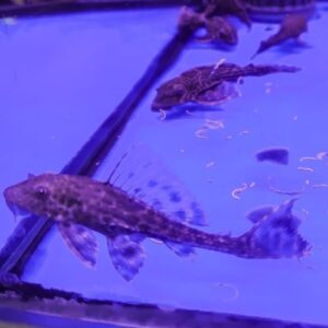 Common Pleco