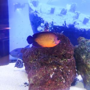 Coral Beauty Medium - Pre-Order