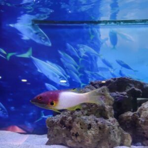 Coral Hogfish Medium