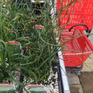 Corkscrew Rush - Juncus effusus spiralis 1 Litre