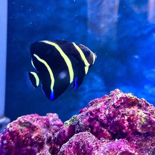 Cortez Angelfish Juvenile