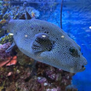 Guineafowl / Spotted Dogface Puffer - Very Large!