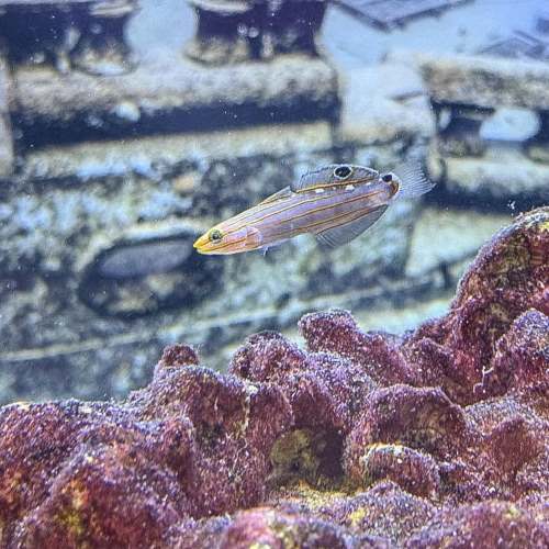 Court Jester Goby