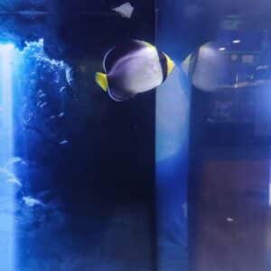 Cream Angelfish