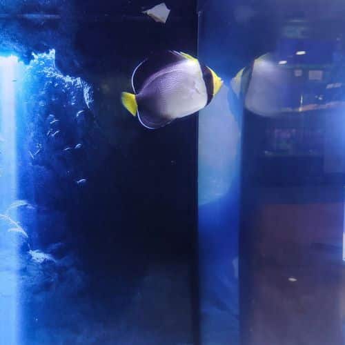 Cream Angelfish