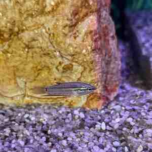 Croaking Gourami