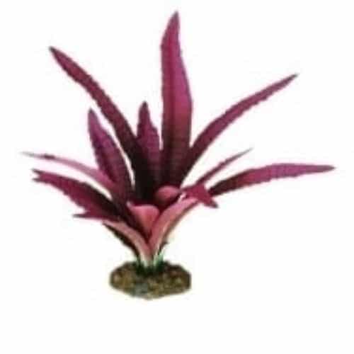 Crypto Balansae Silk Plant