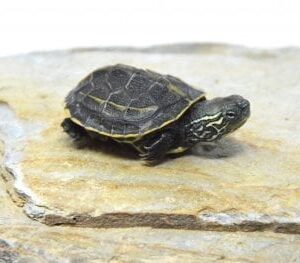 Reeves Turtle