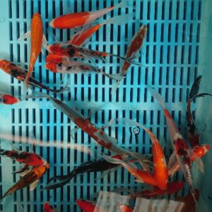 4-5" Selected Butterfly Koi
