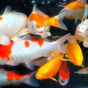 5-6" Selected Koi Carp
