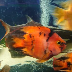 Red Tiger King Kong Parrot 4-5"