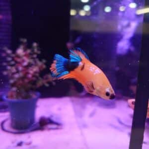 Yellow blue Star Betta Male