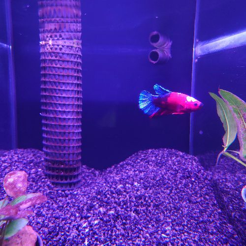 Red Fancy Blue Tail Betta Male